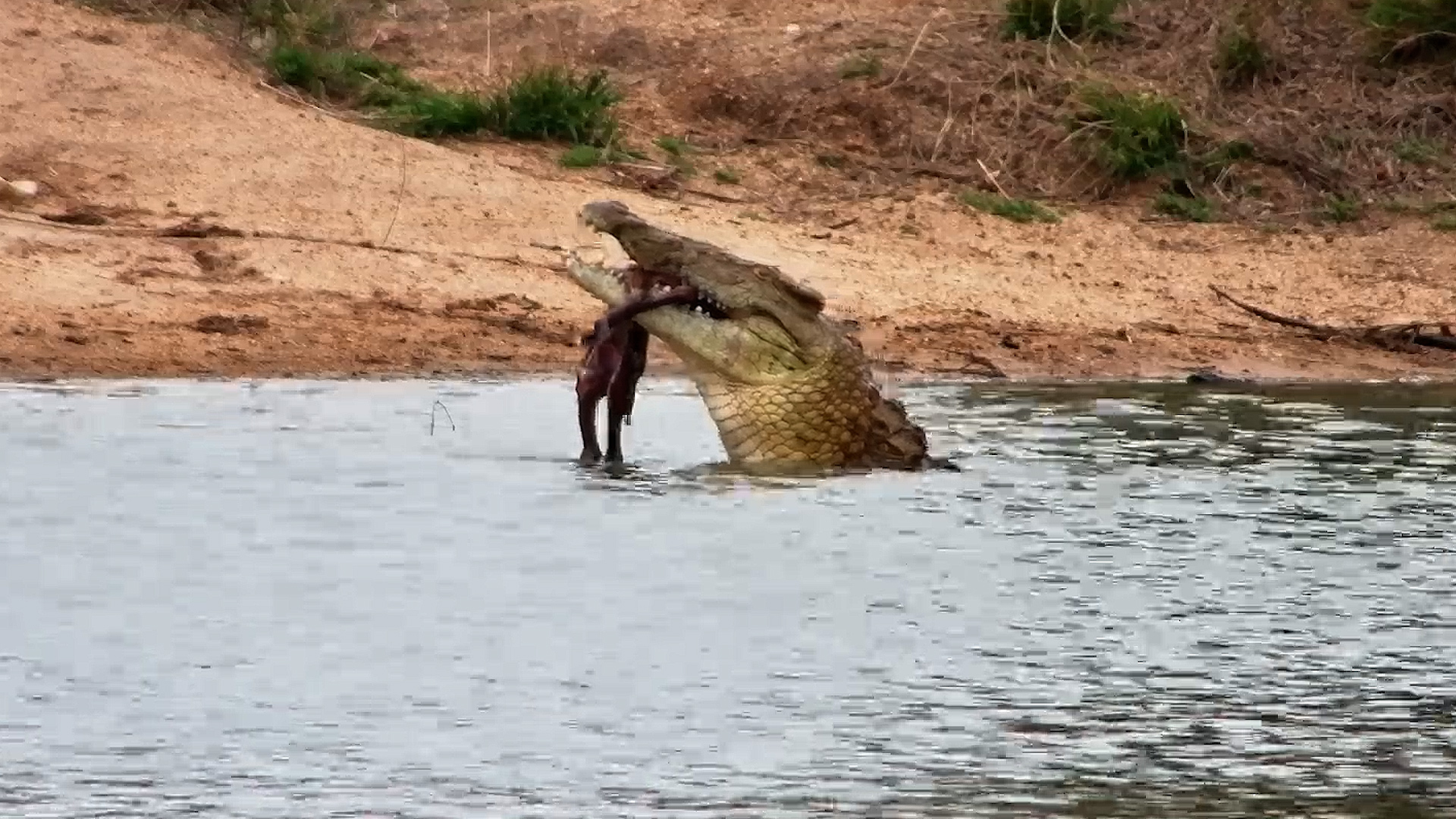 Crocodile Finishes What’s Left of an Impala
