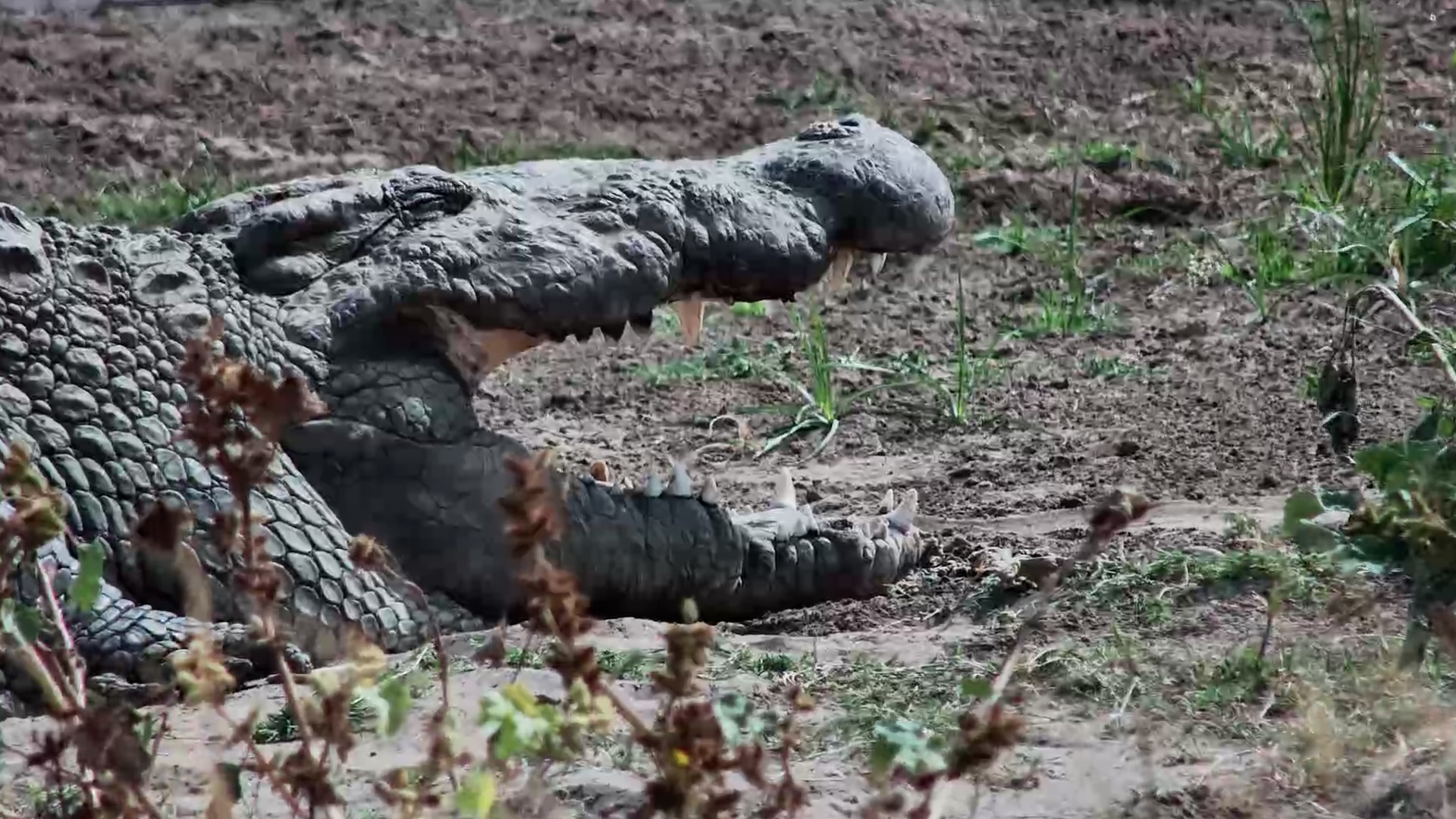 Crocodiles Soak Up the Sun at the Crossing