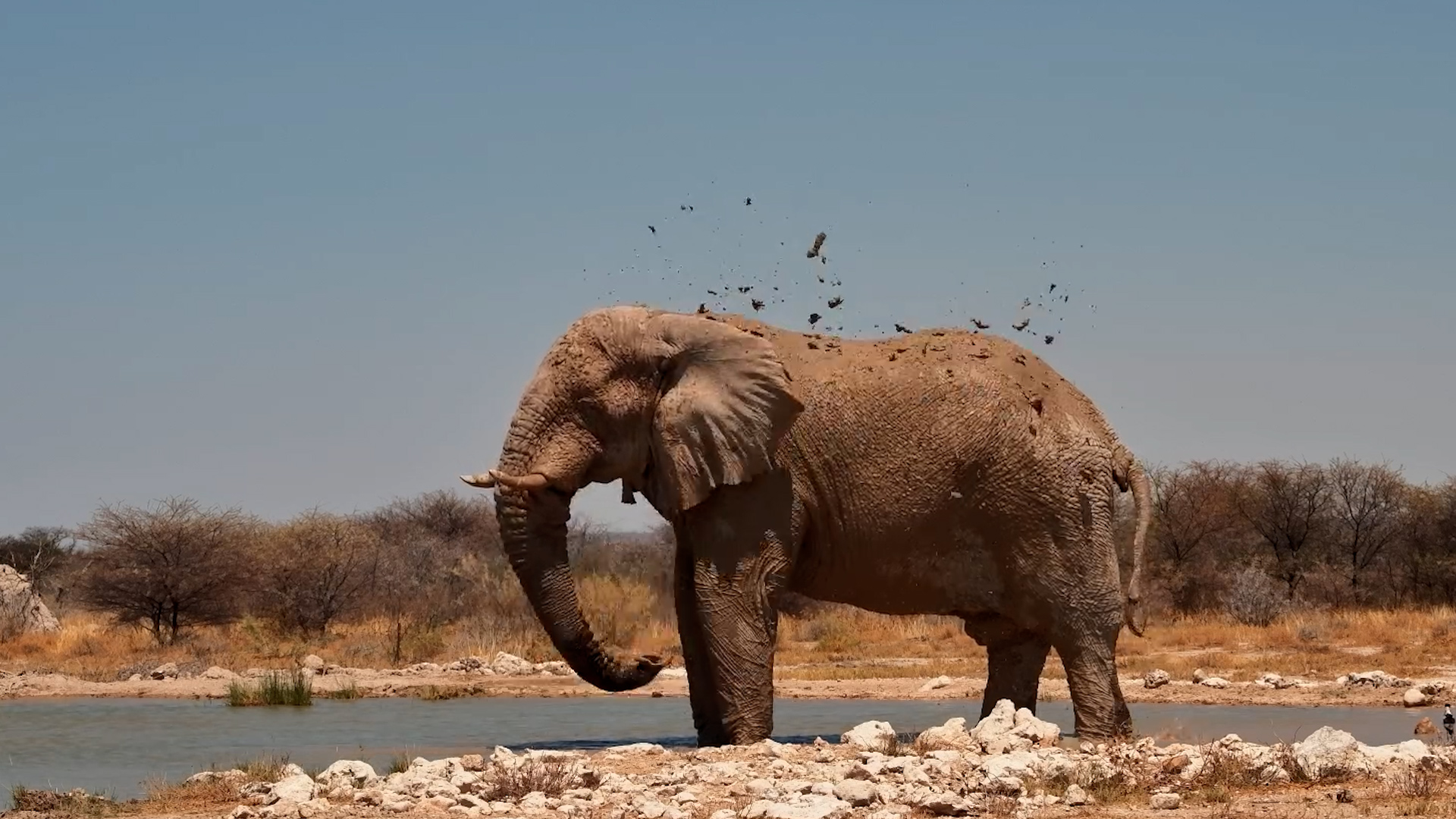 A Lone Elephant Crosses Onguma’s Open Plains