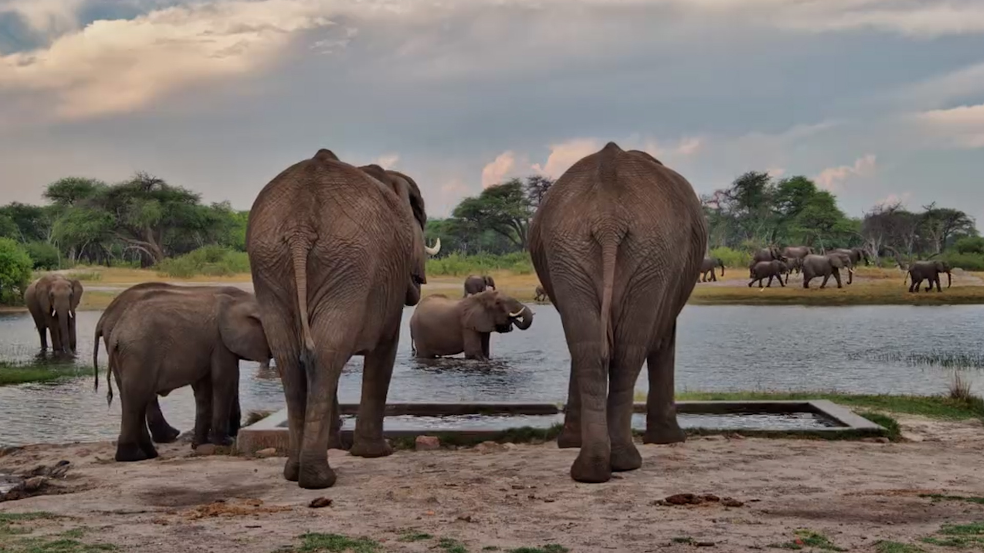 Elephants Turn Drinking Time Into a Mud Bath