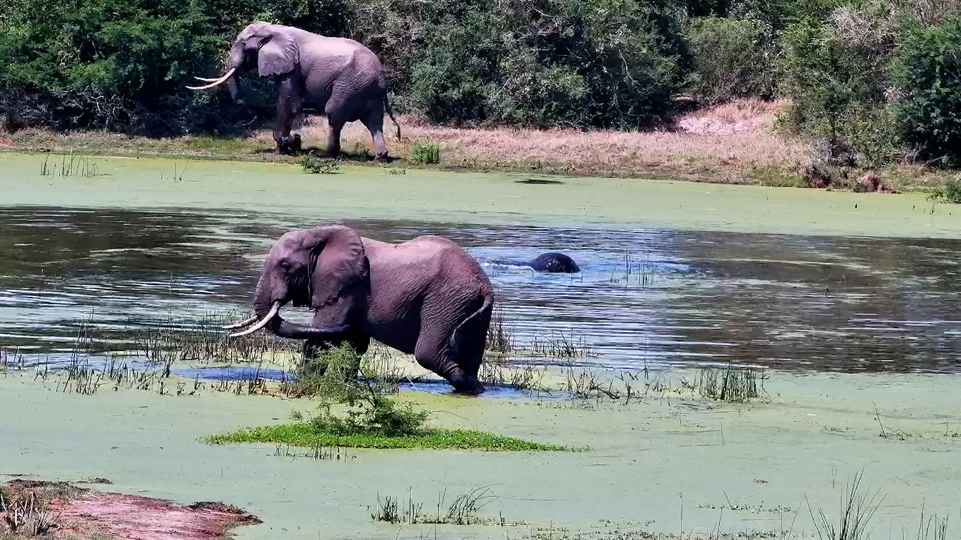 Elephants Make Waves at the Waterhole