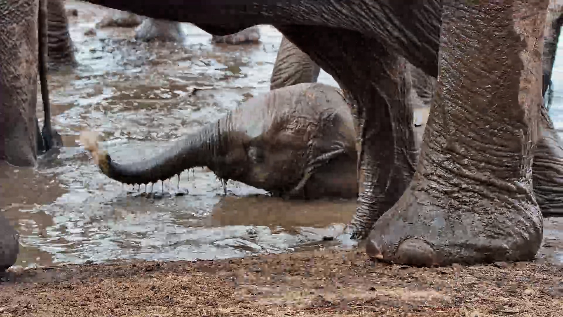 Young Elephants Turn Bath Time Into Playtime
