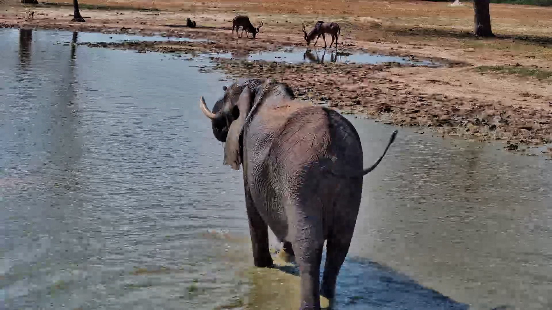 An Elephant Makes a Proper Entrance