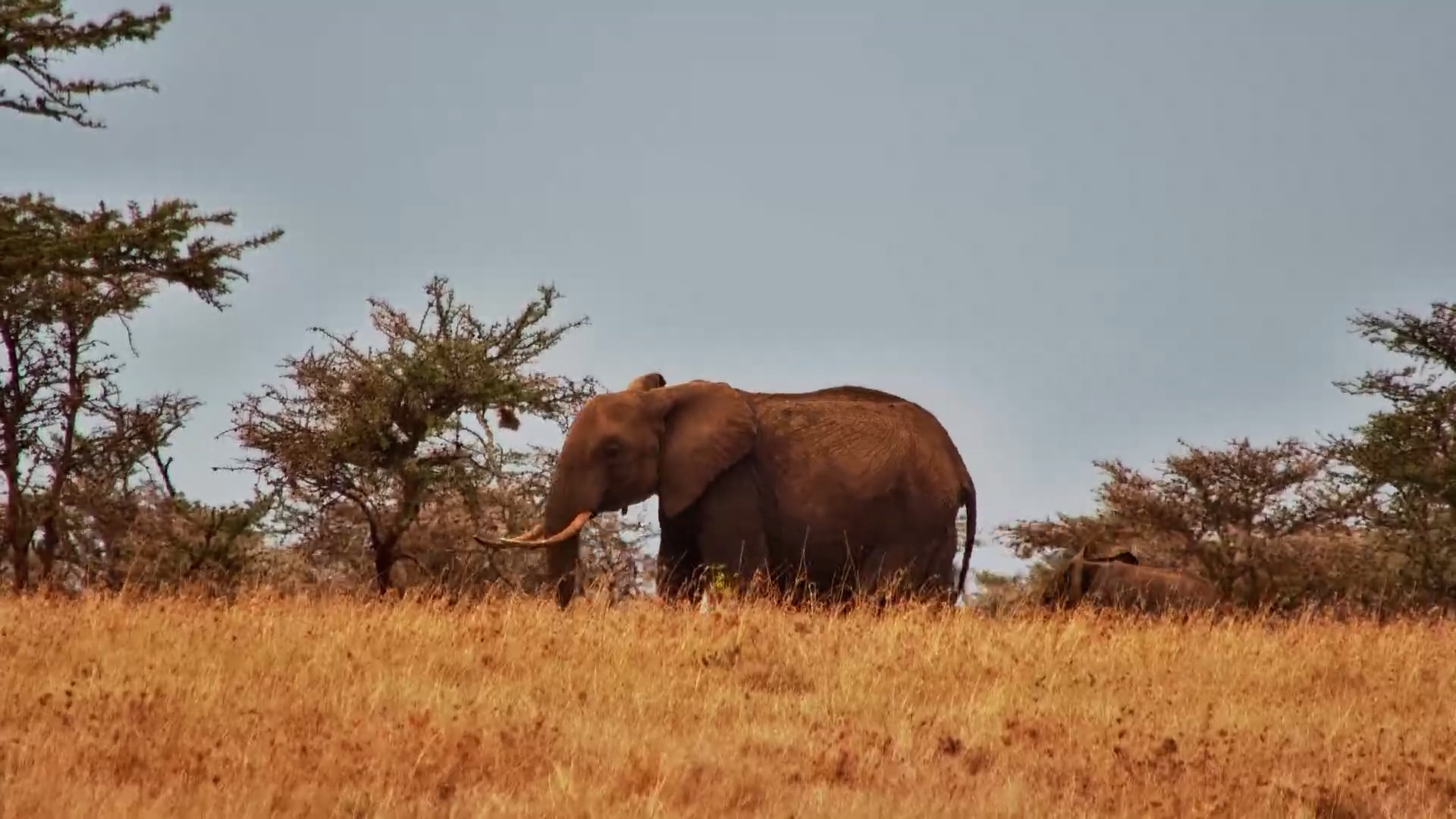 A Little Shadow Follows a Big Elephant