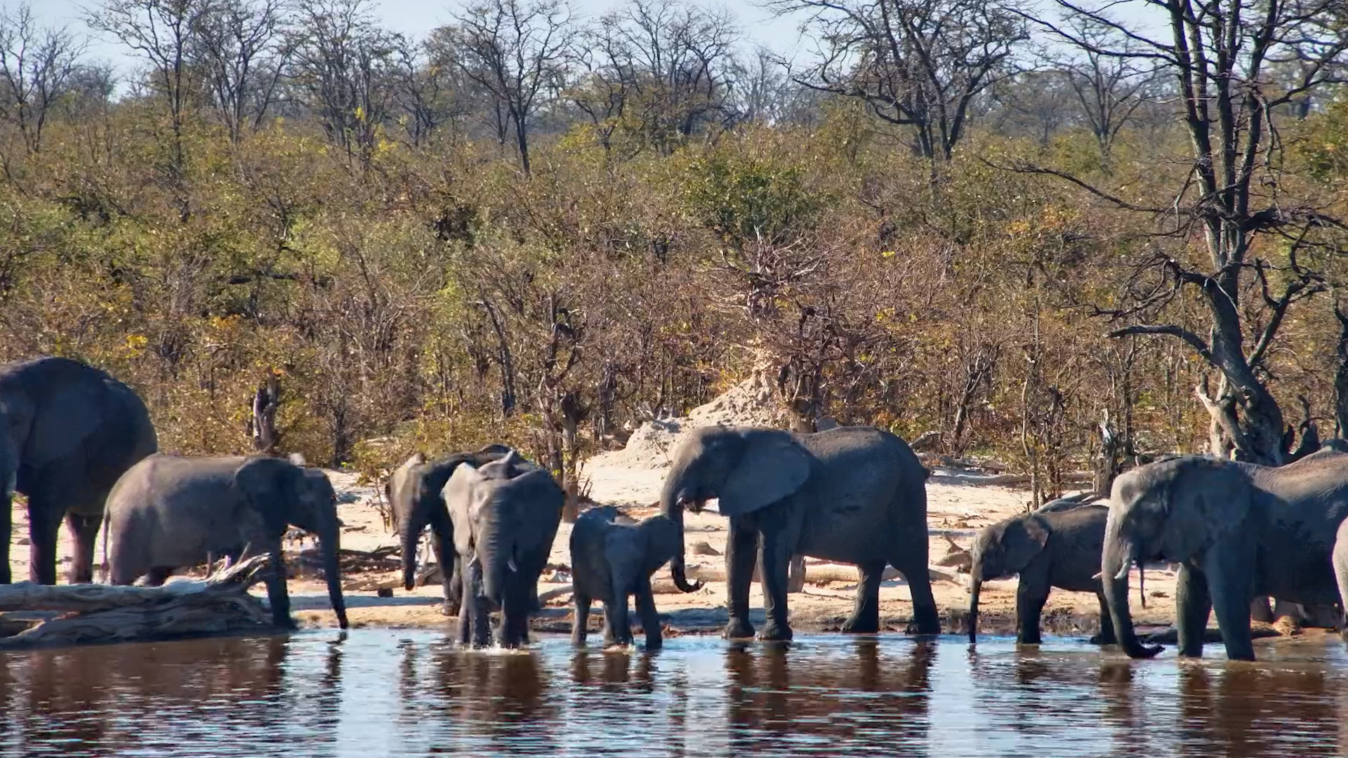 Elephants Pack the Water’s Edge for a Drink