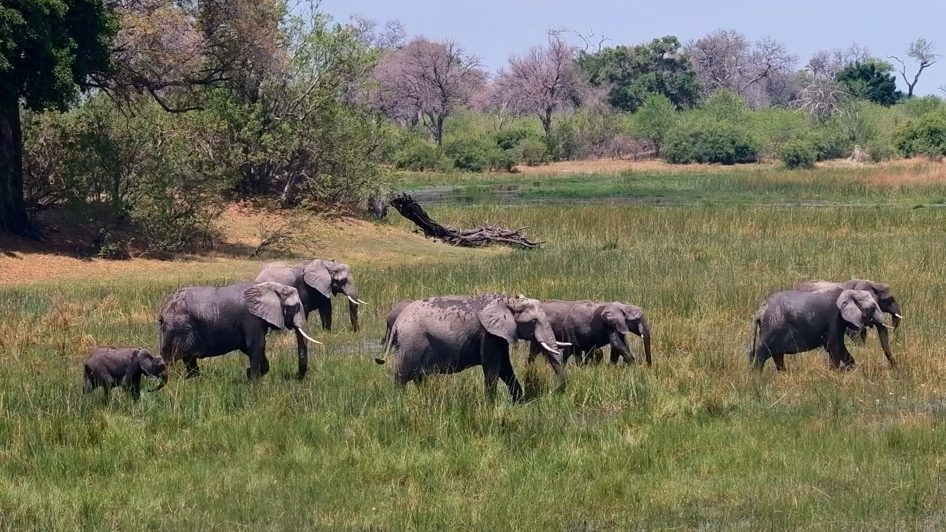 Elephants Snack First, Marsh Crossing Second
