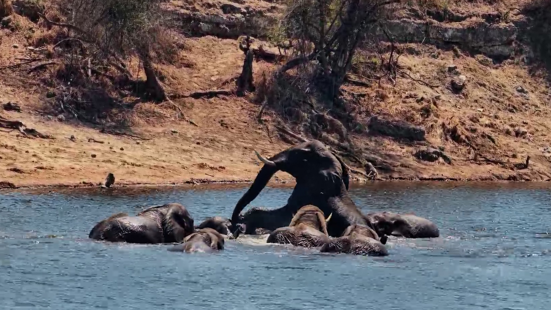 Elephants Throw a Proper Pool Party