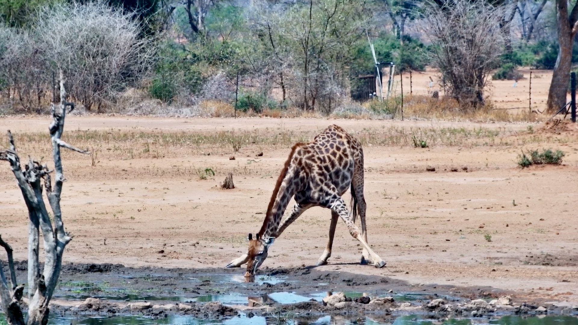 Giraffe Goes Low for a Waterhole Drink