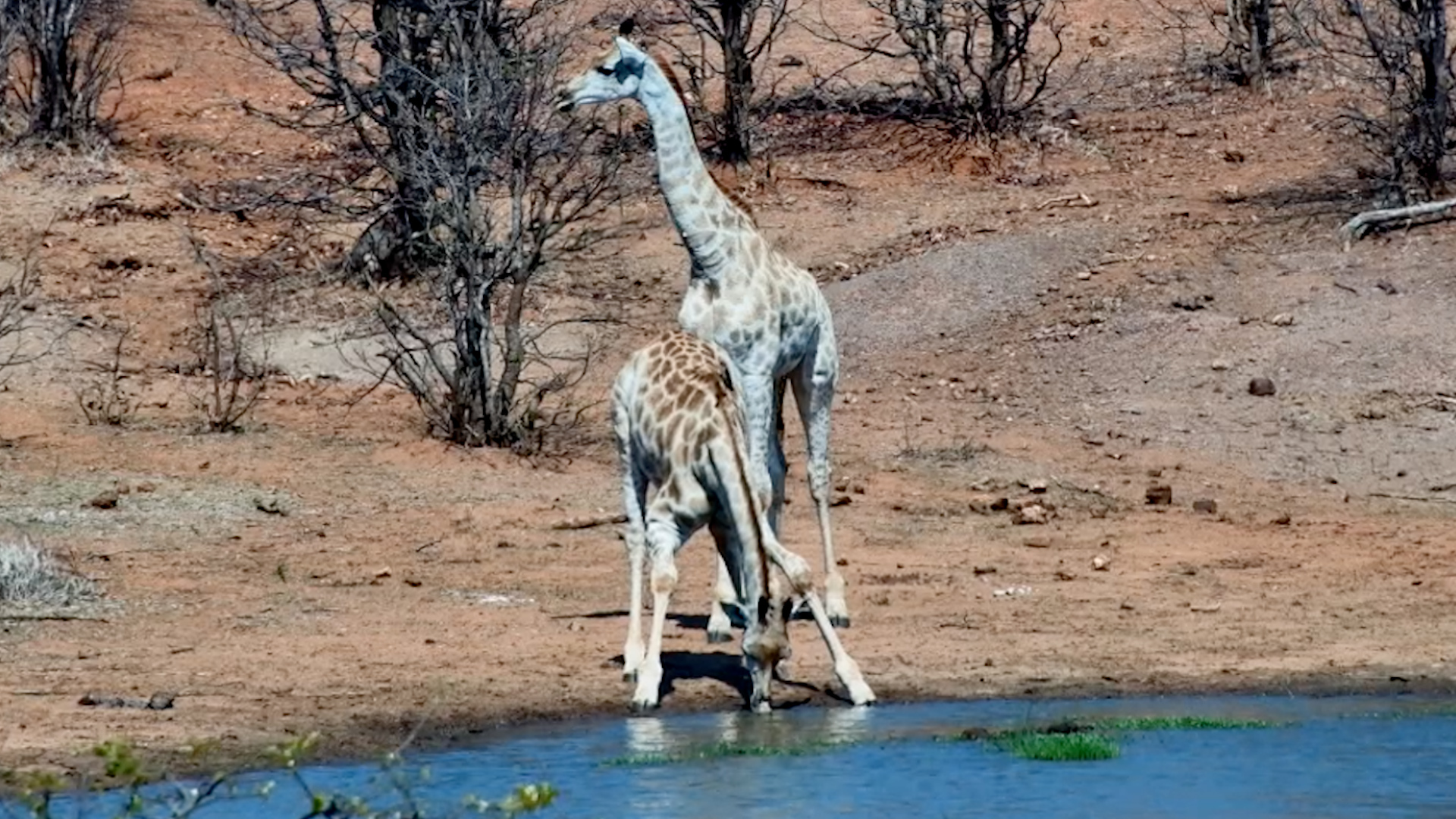 Giraffes Grab a Drink and Move On