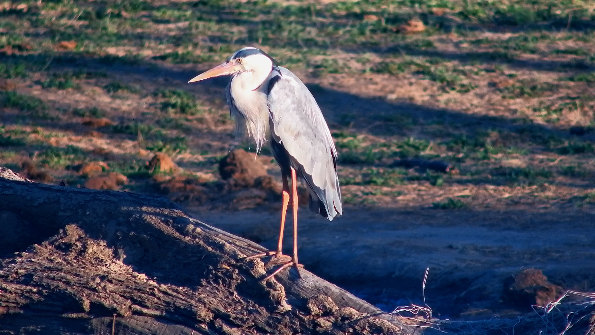 Grey Heron Turns a Log Into a Salon