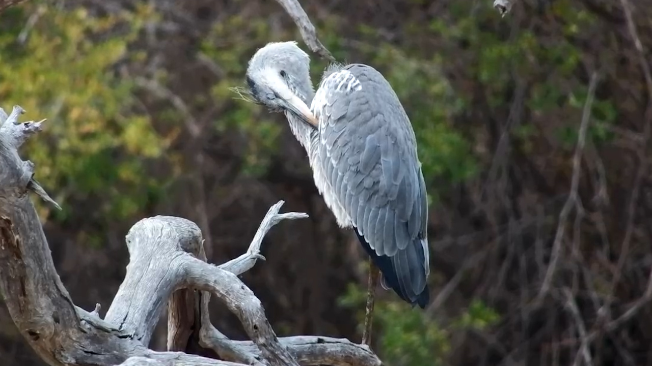 Heron Stops for a Quick Feather Fix