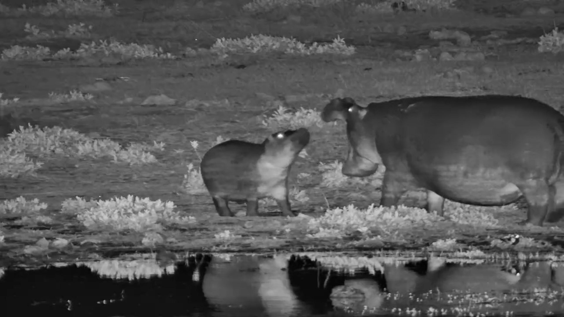 Hippo and Calf Head Out After Dark
