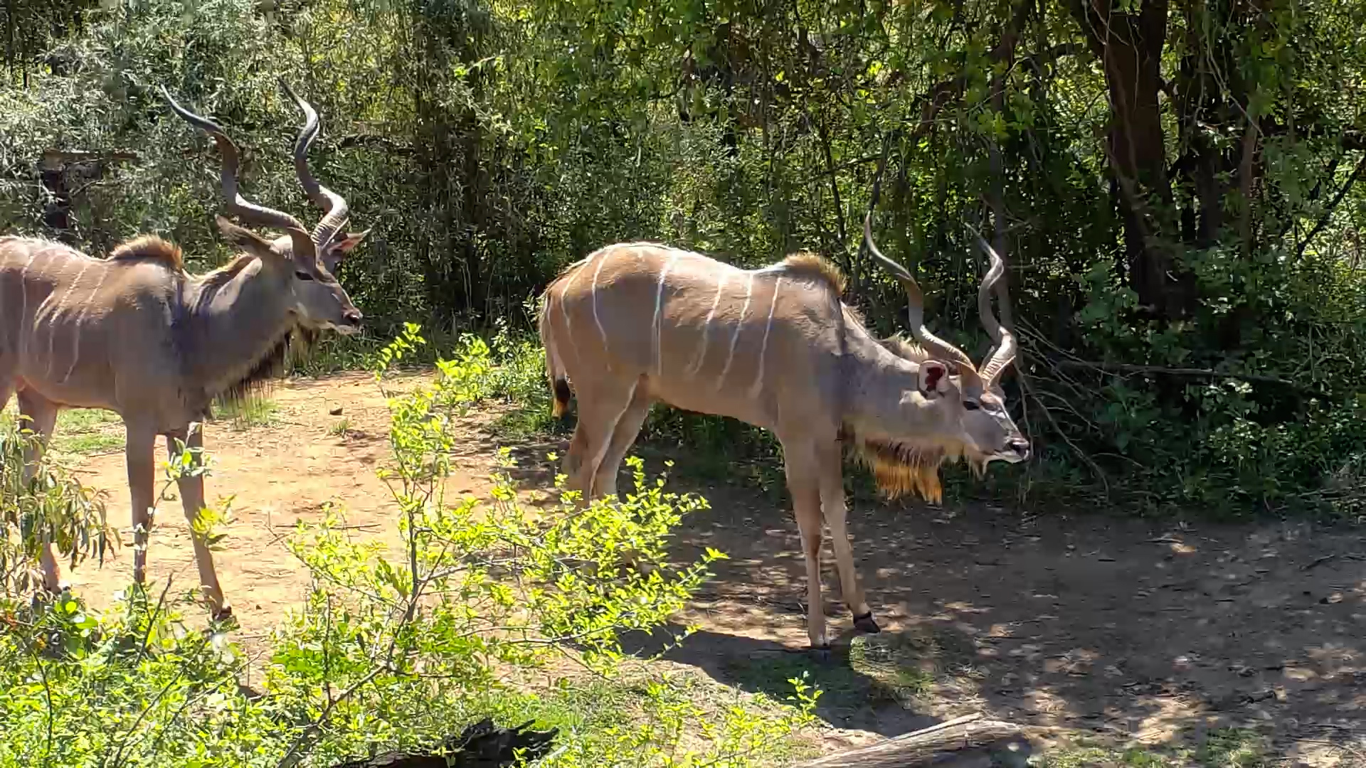 Kudus Make a Quick Waterhole Pit Stop