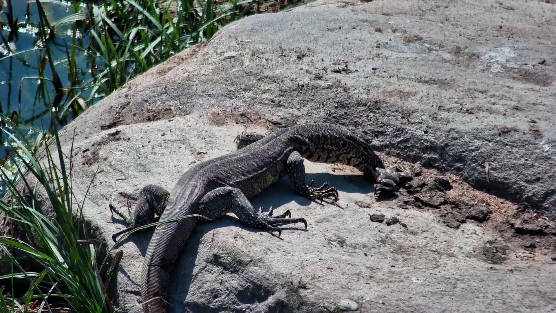 Monitor Lizard Makes Short Work of a Frog