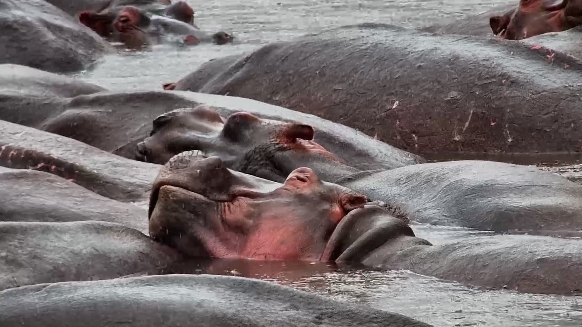 Rain Falls While Hippos Take It Easy