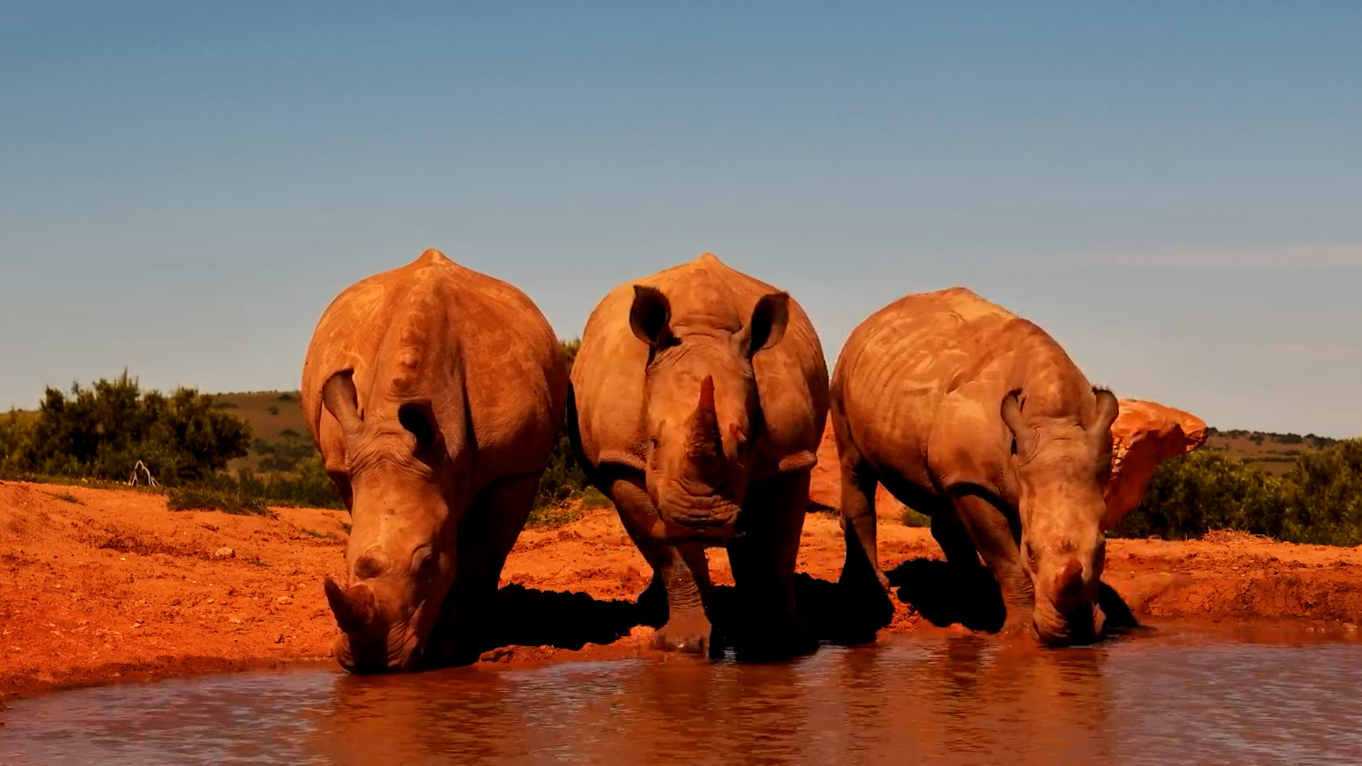 Rhinos Turn a Quick Dip Into a Soak