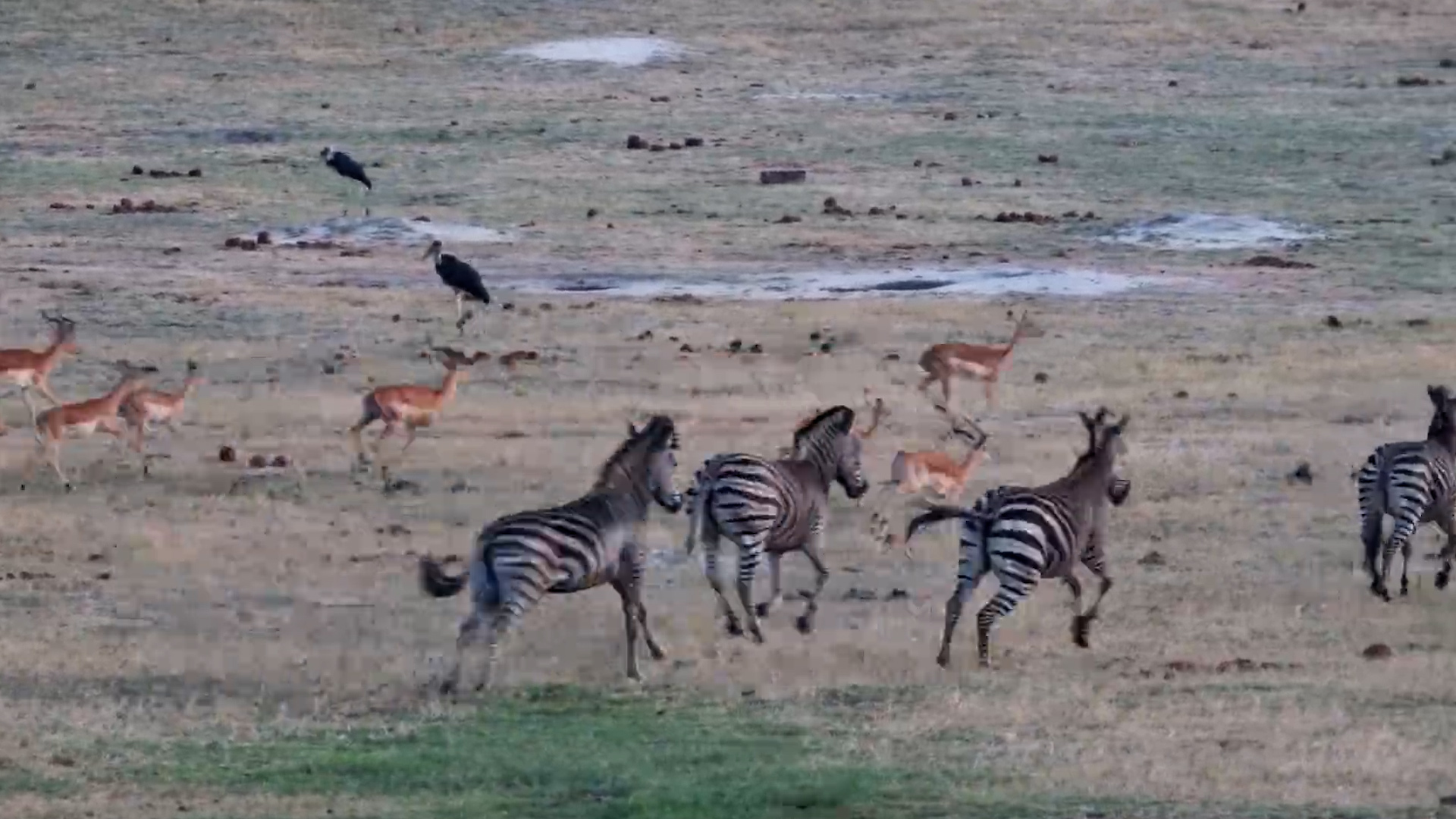 Something Sends Hwange’s Waterhole Into a Panic