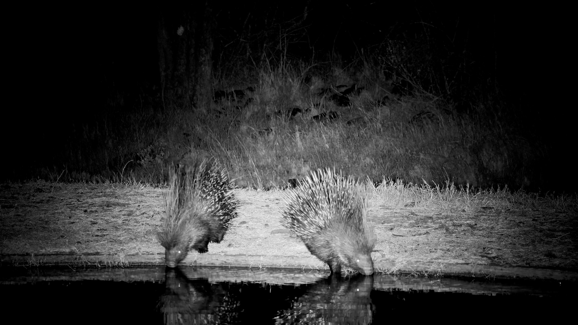 Two Porcupines Slip In for a Midnight Drink