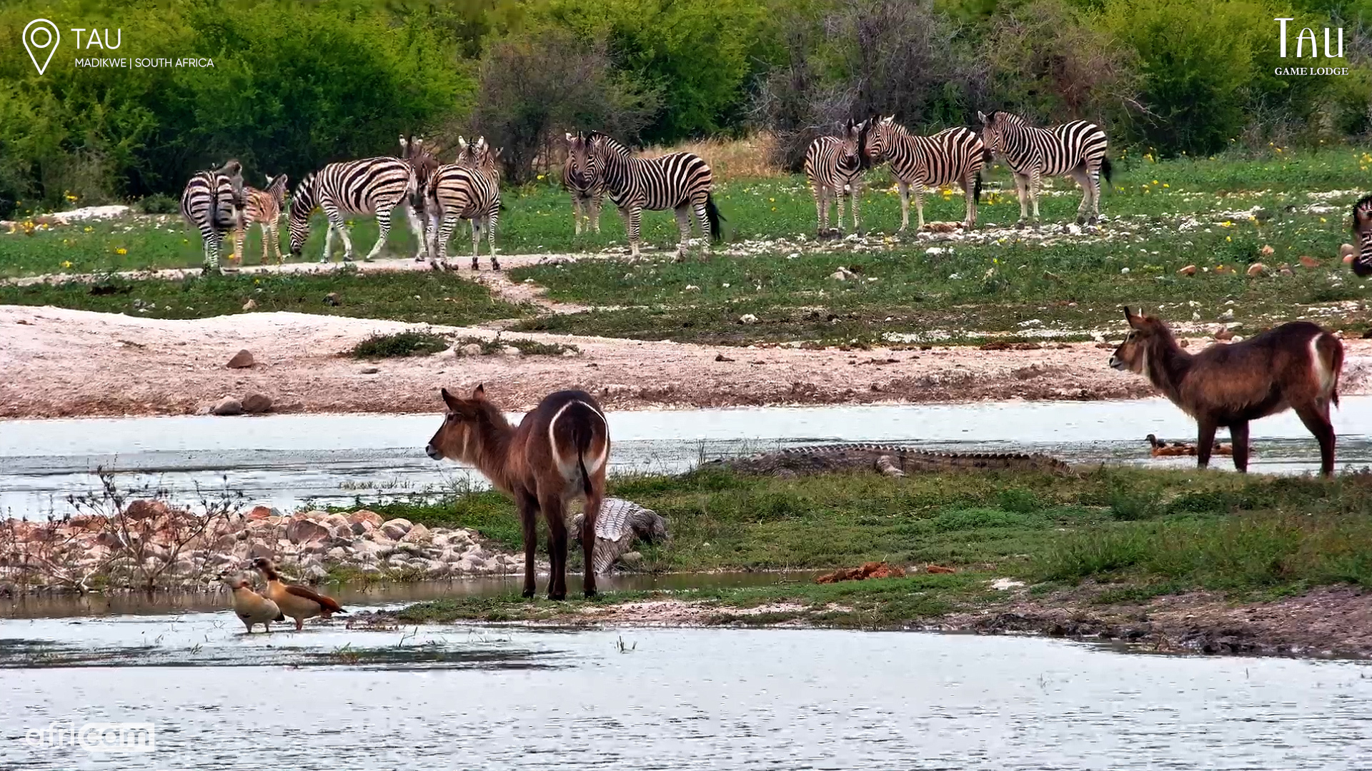 Zebra and Waterbuck Share a Quiet Waterhole