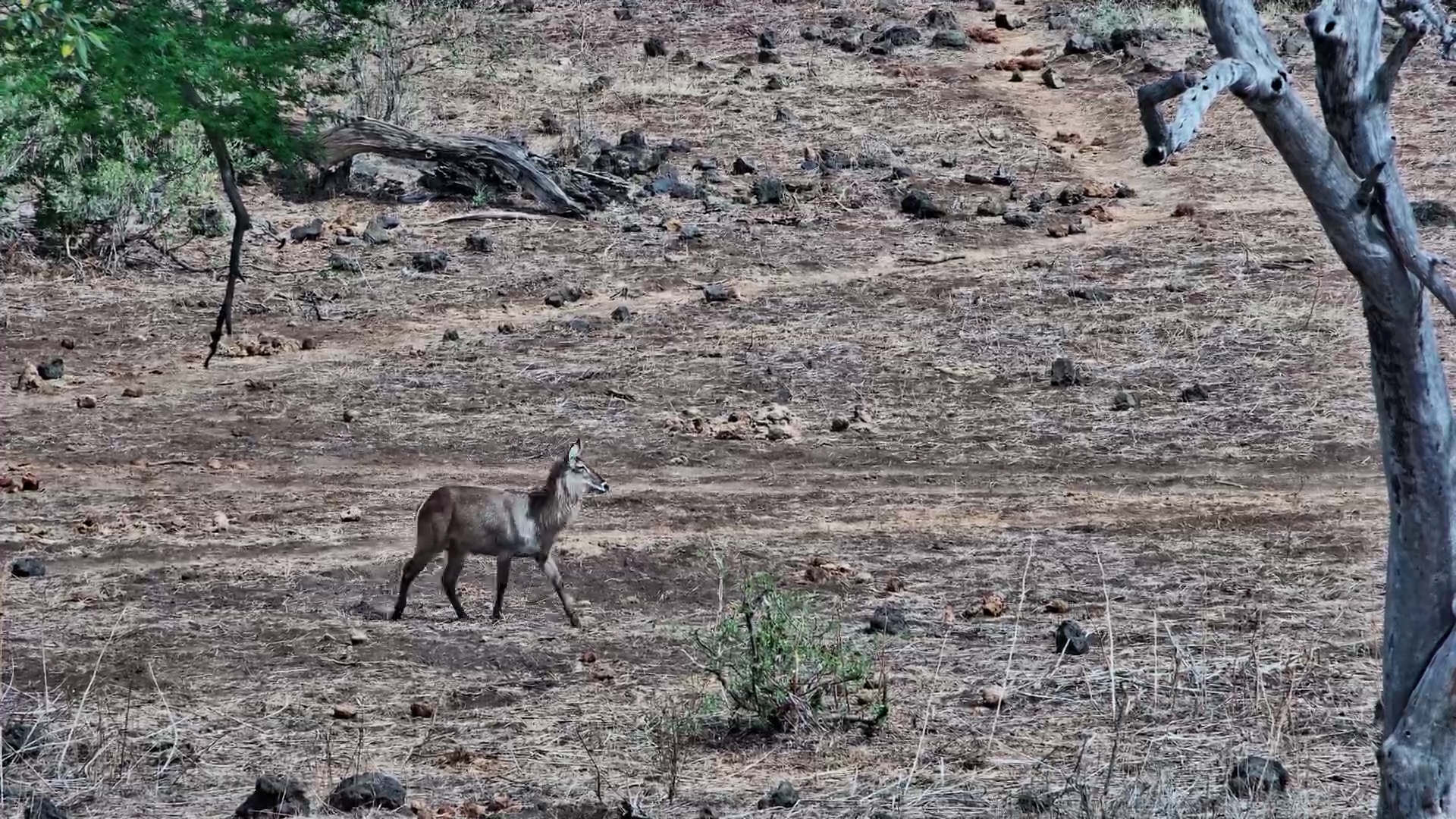 Waterbuck Thread Their Way Through the Bushveld