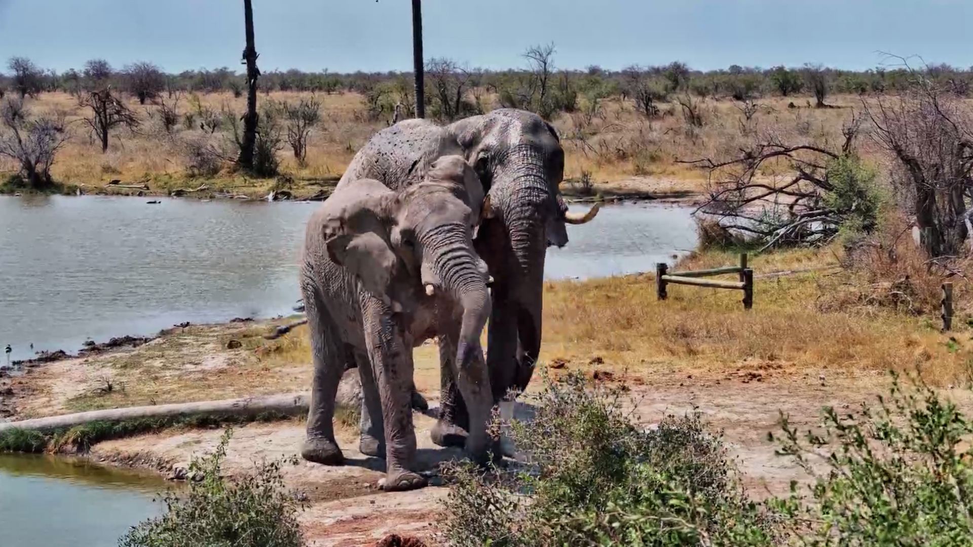 Young Elephant Gets a Not-So-Subtle Hint