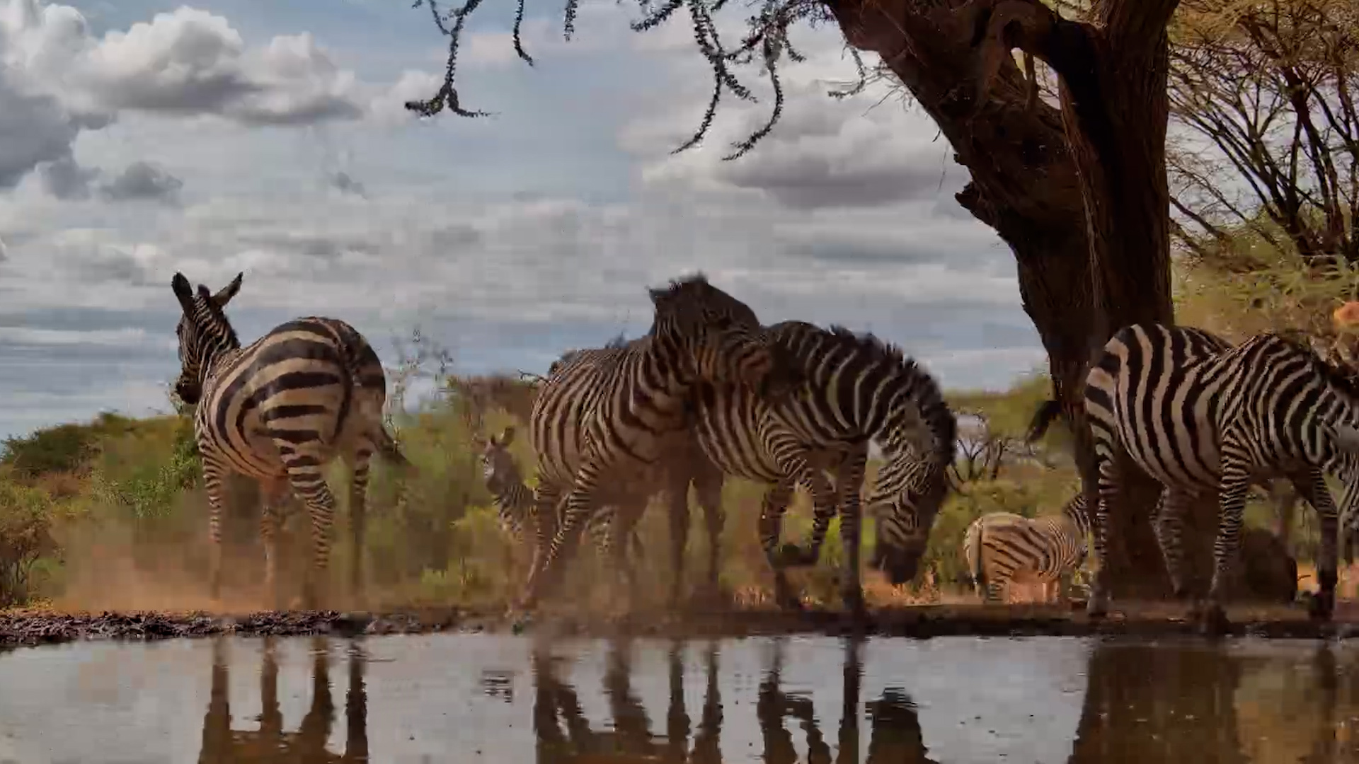 One Zebra Shakes Up the Waterhole