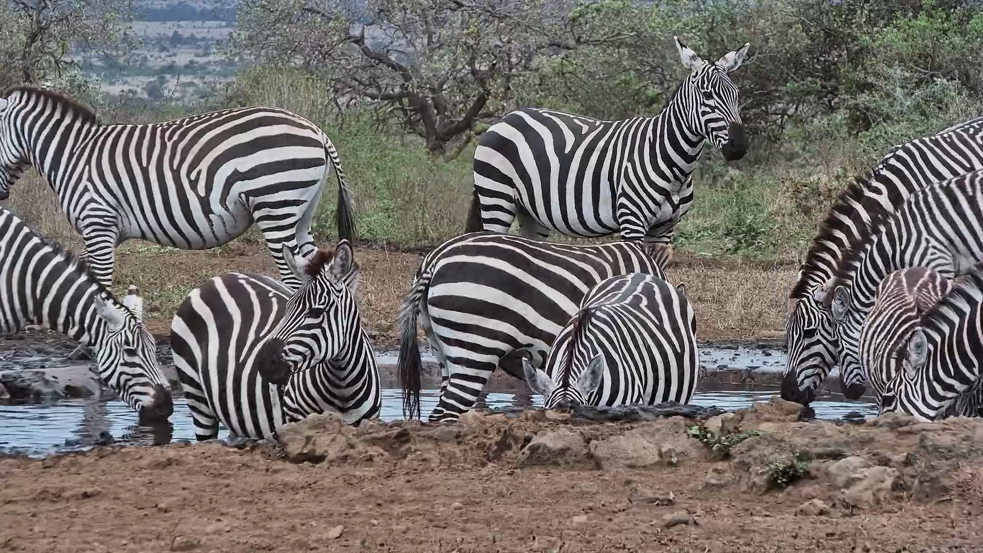 Zebras Stage a Full Waterhole Takeover