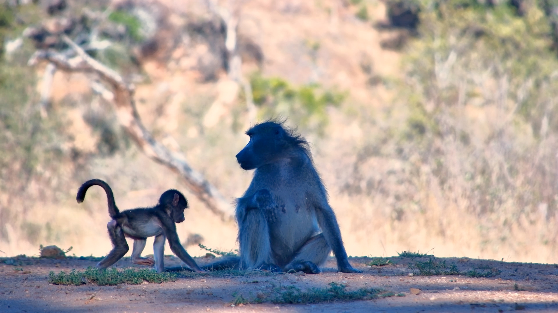 Baby Baboon With a Sore Foot Stays Close to Mum