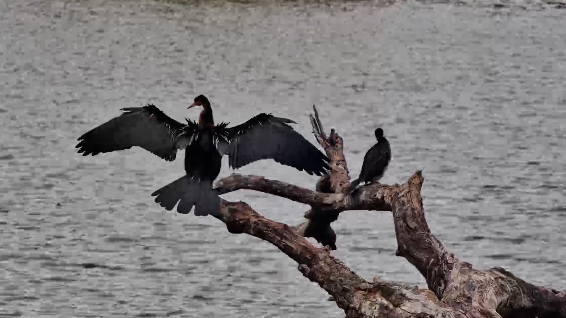 African Darter Spreads Its Wings to Dry