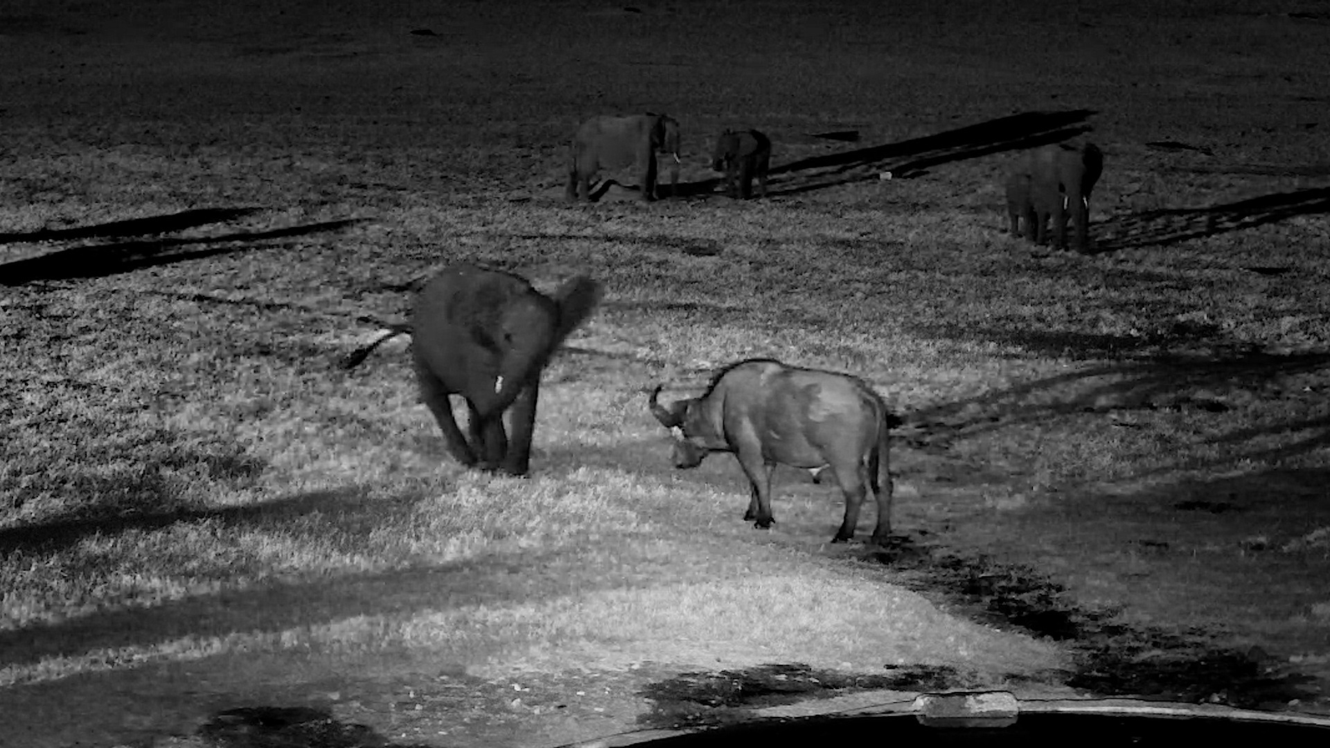 Cheeky Elephant Decides the Buffalo Have to GO