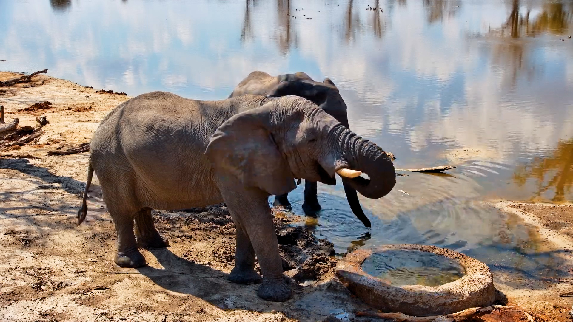 Two Elephants Stop by the Well for a Drink