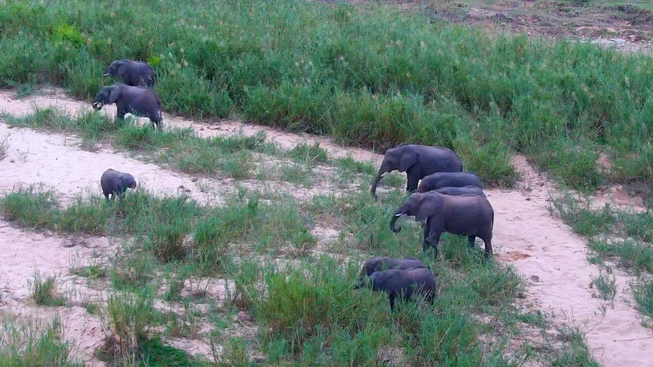 Elephants Graze Their Way Beneath the Bridge