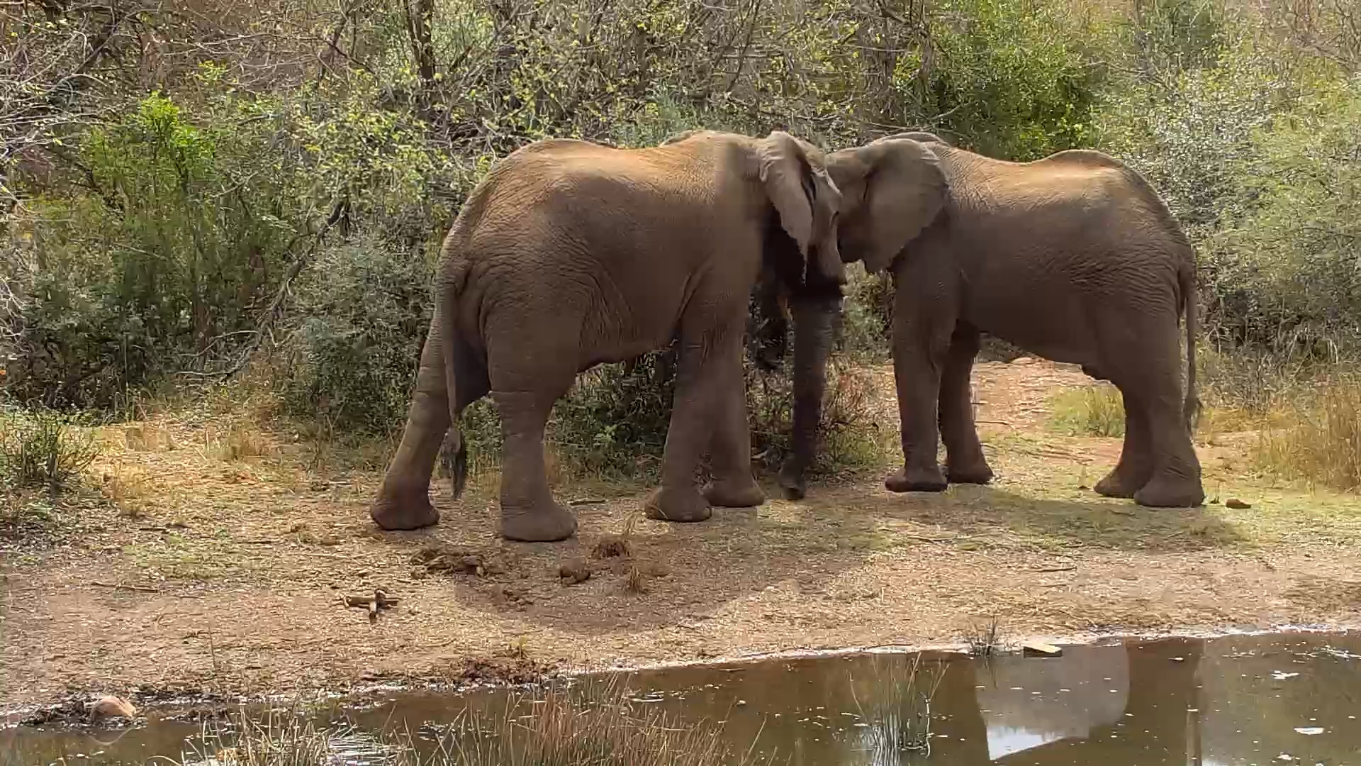 When Elephant Friends Meet at the Waterhole