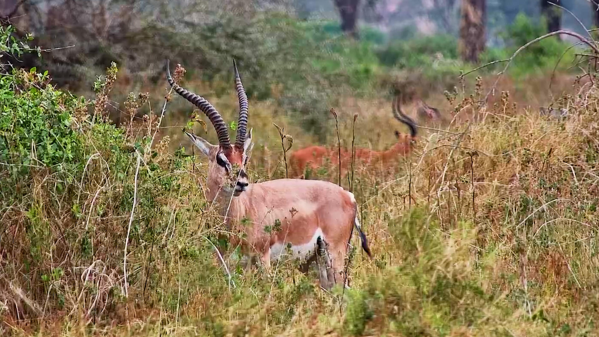 Grant’s Gazelle Has Found a Good Spot for Lunch
