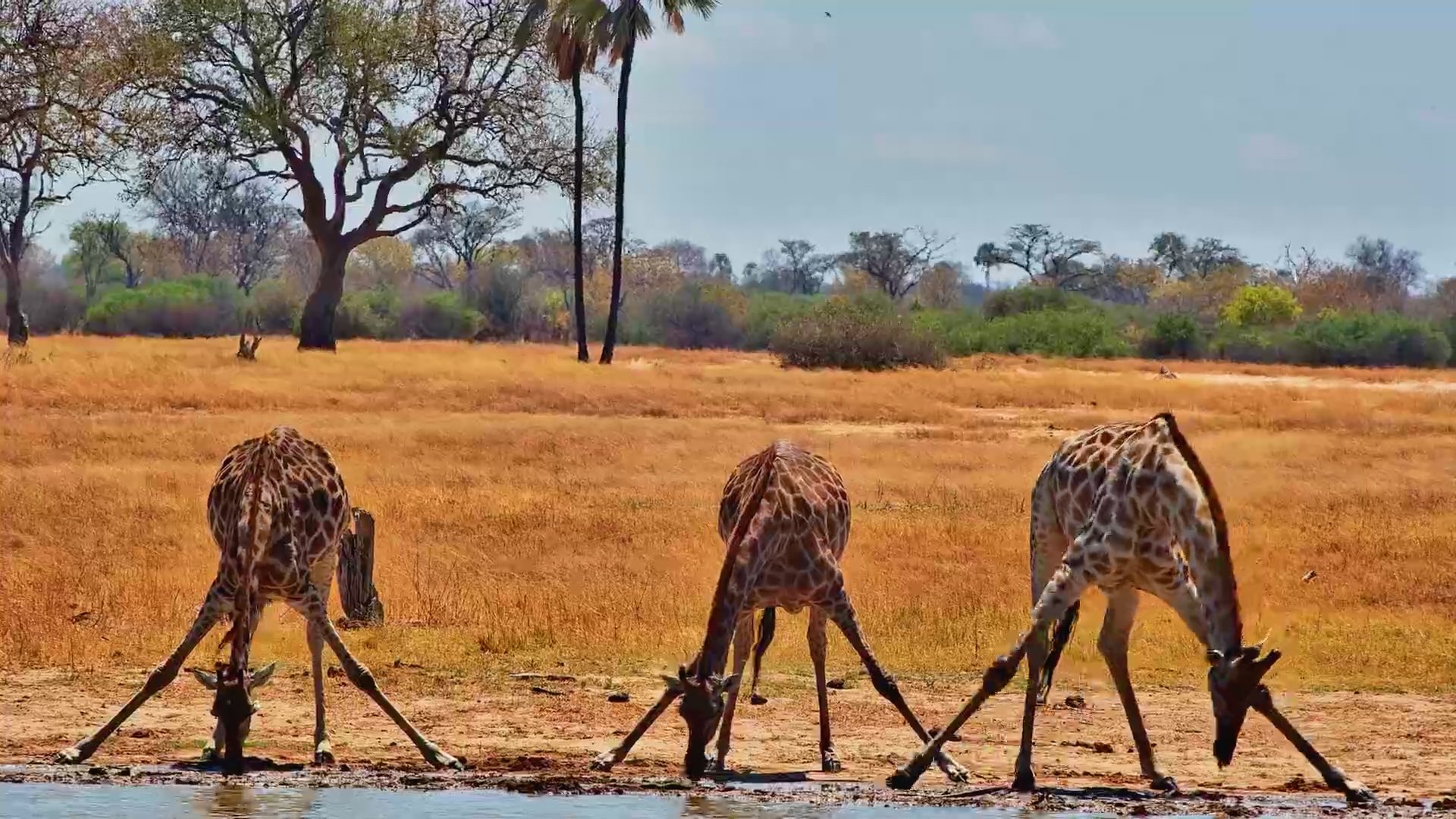 Giraffe Family Comes Down to the Water Together