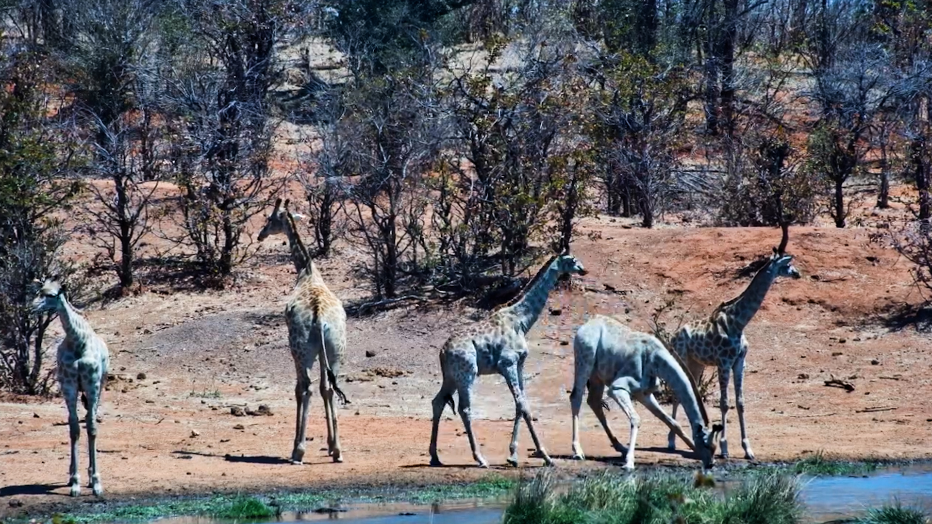 A Beautiful Herd of Pale Giraffes Arrives for a Drink