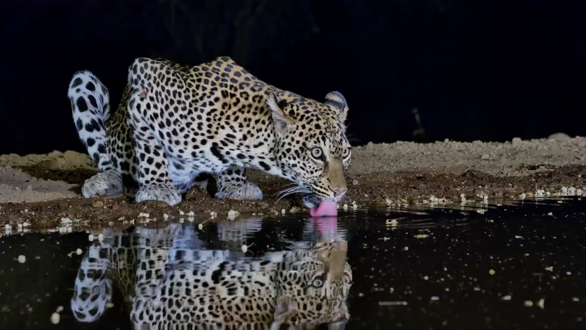 Out of the Darkness Comes a Leopardess