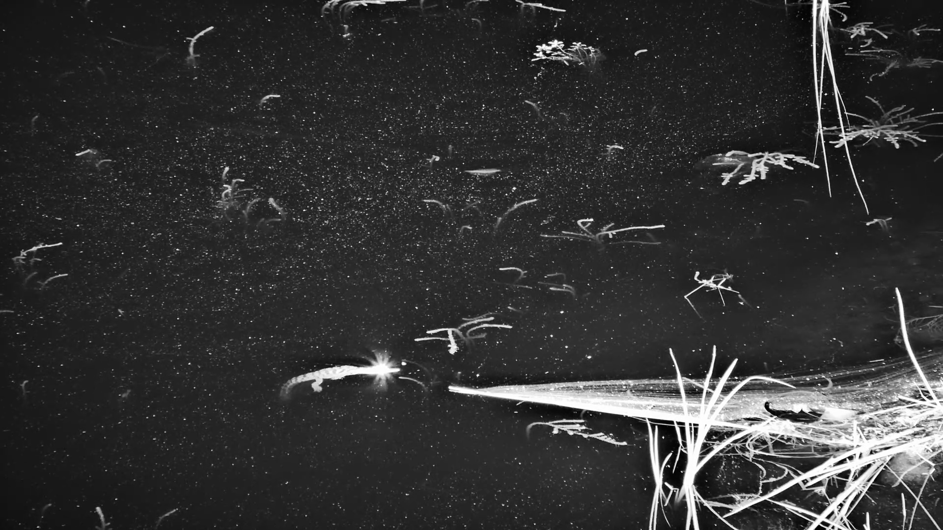 Little Crocodile Glides Through the Water After Dark