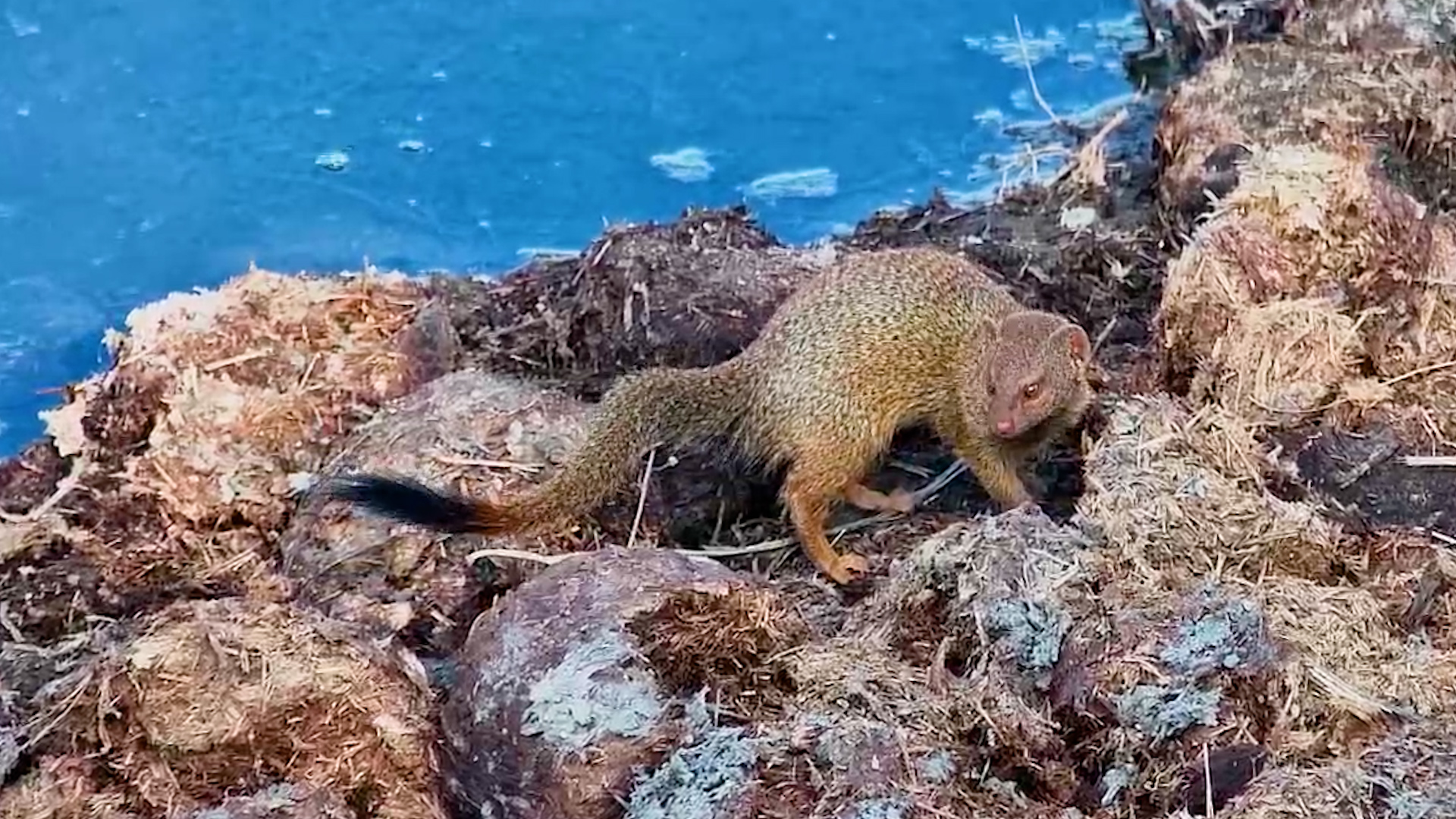 Slender Mongoose Goes Hunting for Its Next Meal