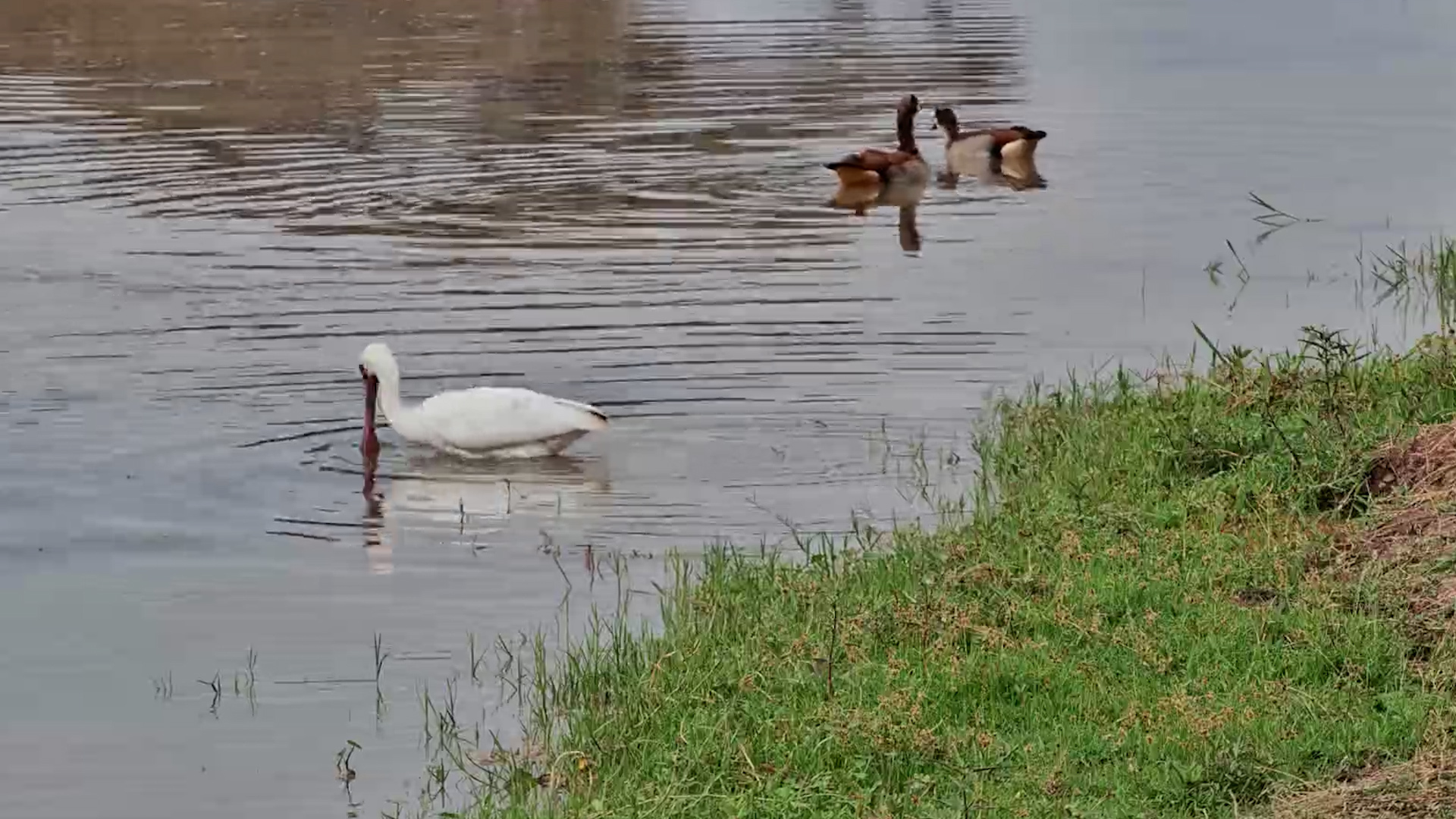 Spoonbill Sweeps the Water for Its Next Meal
