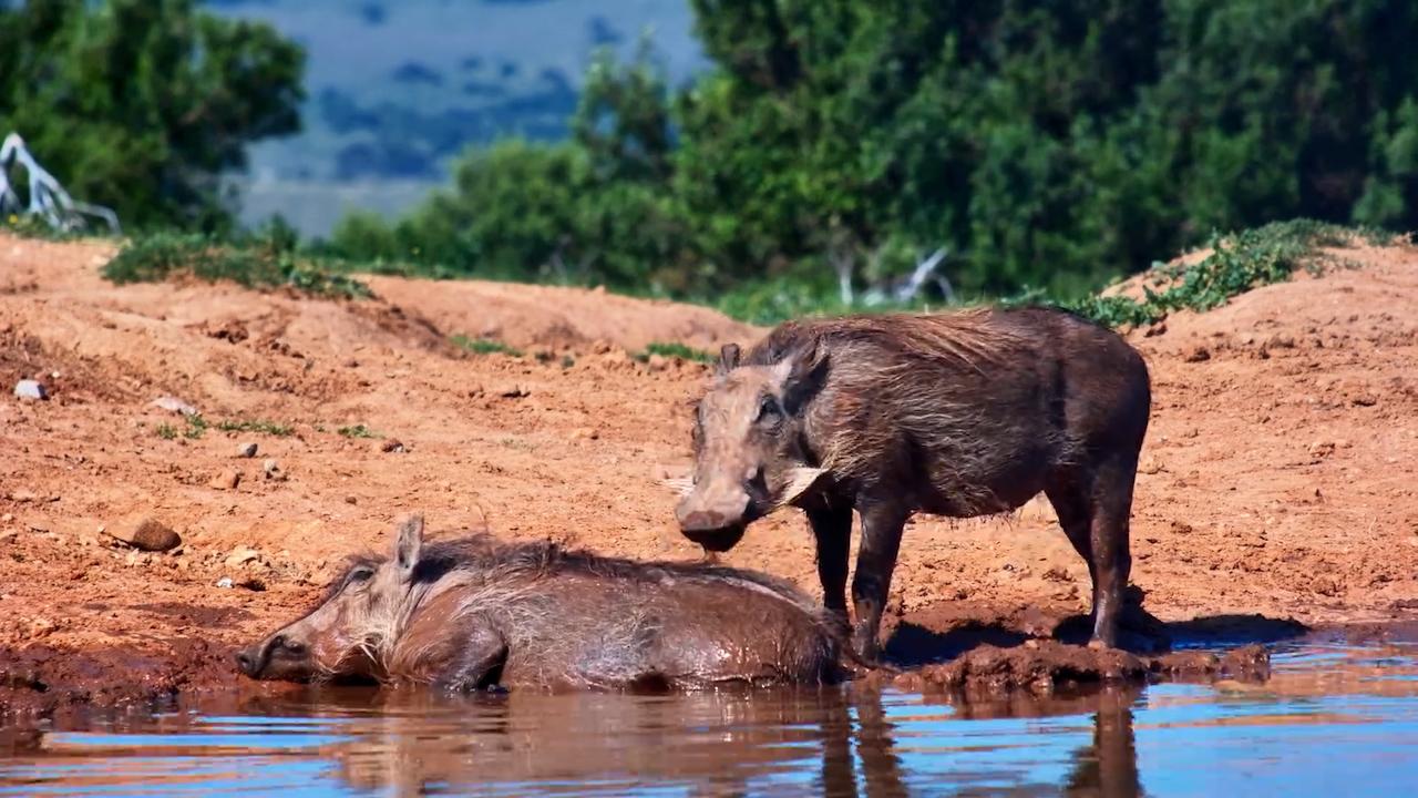 Warthogs Give Each Other a Little Grooming Session