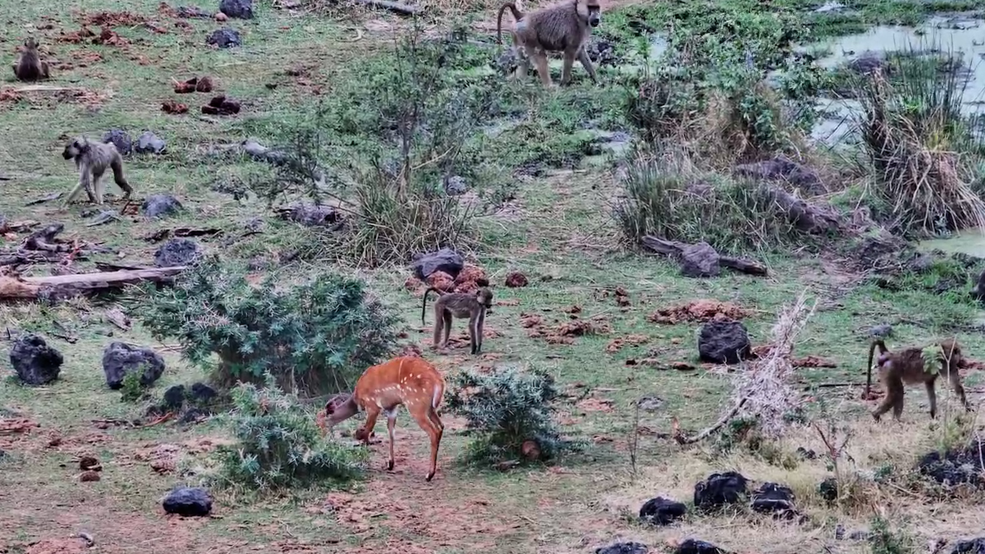 Yellow Baboons & Bushbuck Forage Together