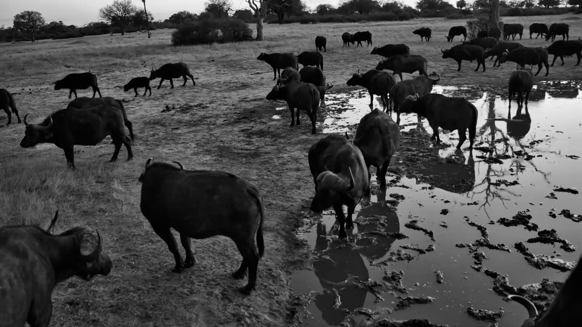 A Front-Row Seat to a Buffalo Herd’s Evening Drink