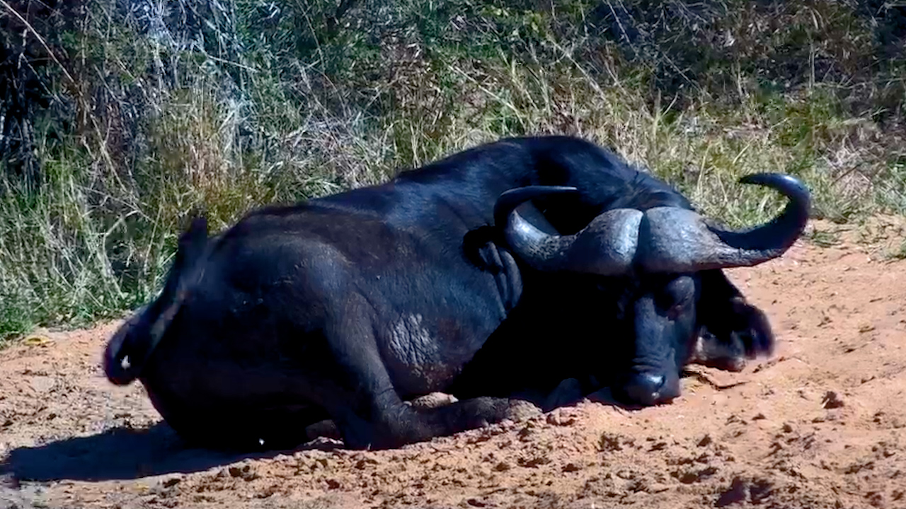 When the Waterhole Is Also the Perfect Nap Spot