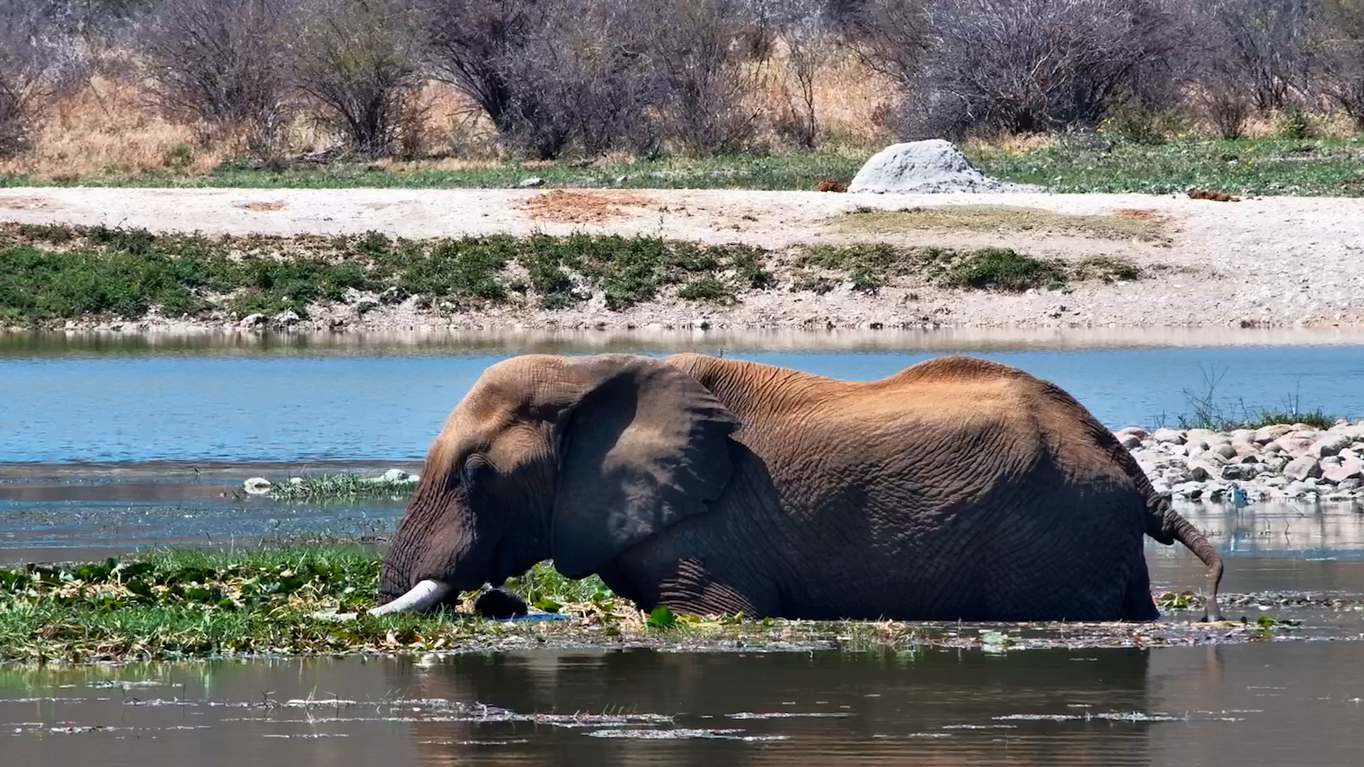 This Elephant Has Found the GOOD Stuff at Tau
