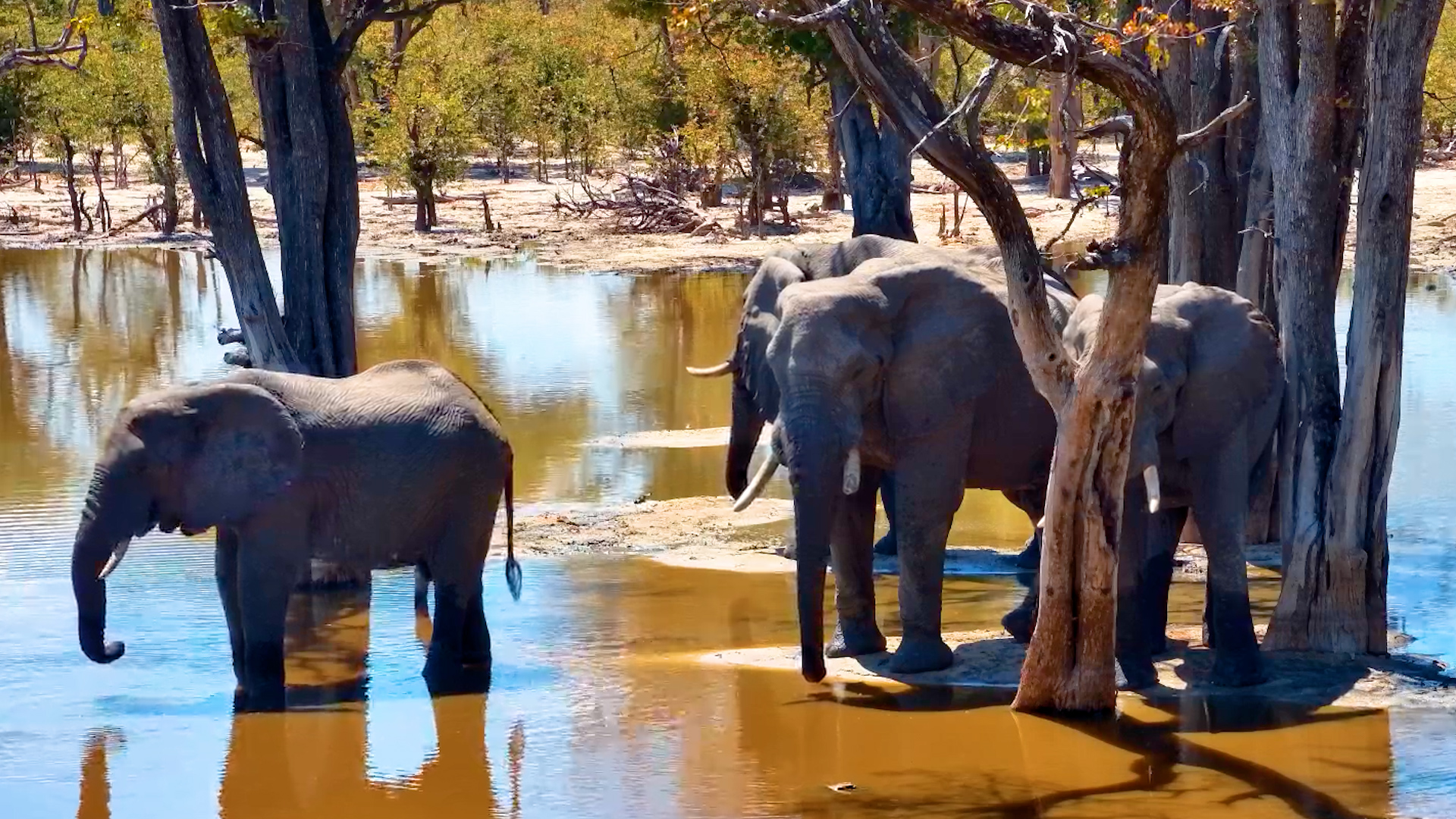 Elephant Uses Its Trunk to Investigate the Sand