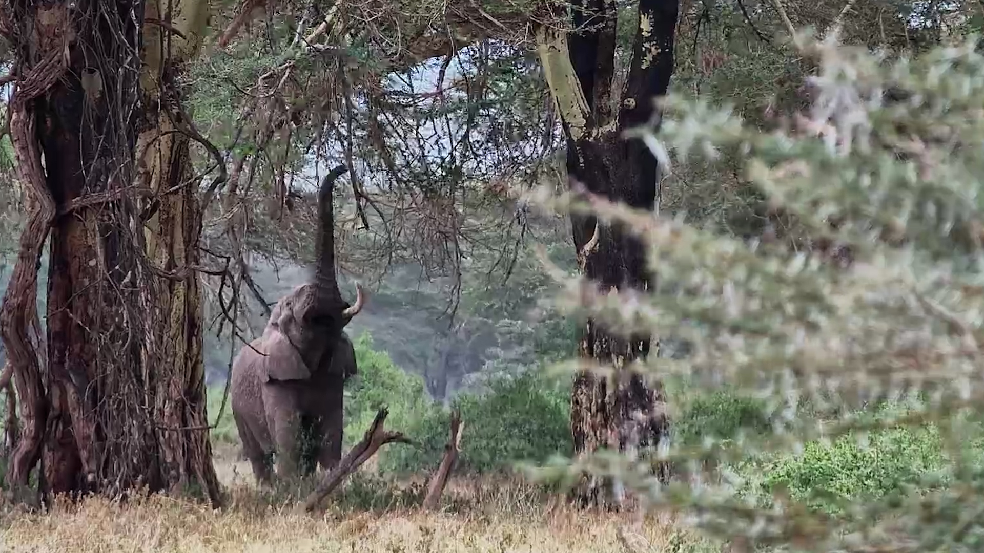 Elephant Puts That Trunk to Work for a Tasty Snack