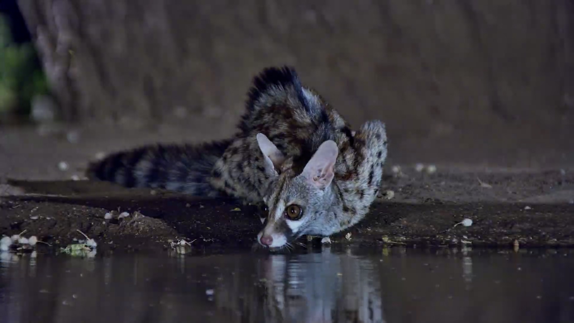 Spider Runs Up to a Genet… Then JUMPS Into the Water?!