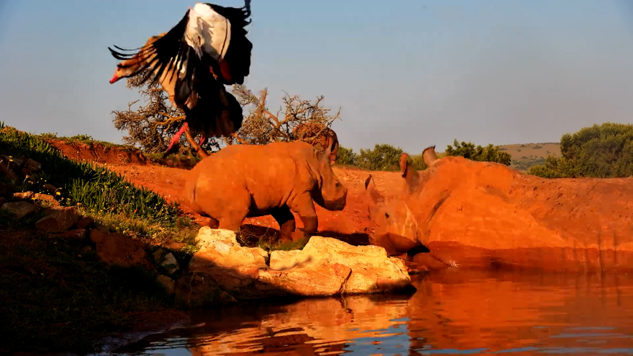 Mandy’s Rhino Calf Gets the Cutest Fright From a Goose