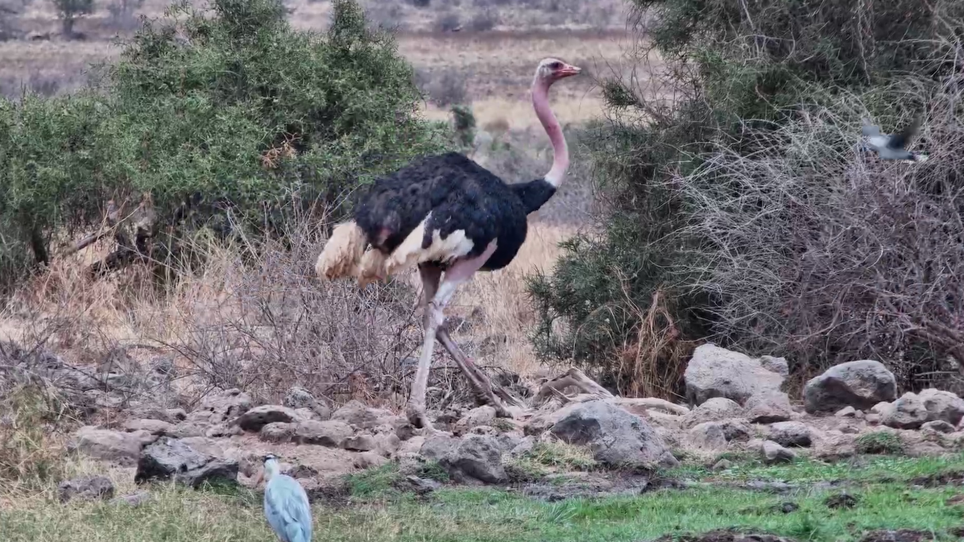 Male Ostrich Puts That Long Neck to Good Use